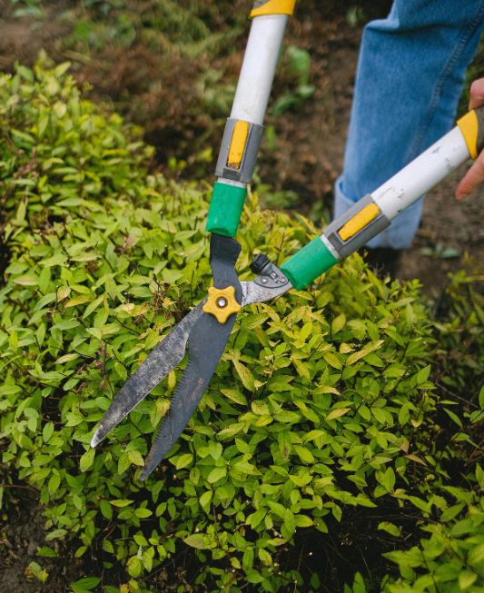 Yard Care Services