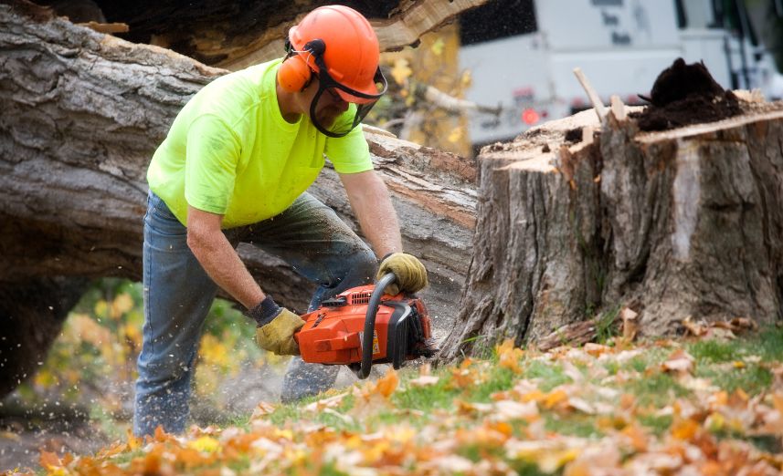 Tree Services
