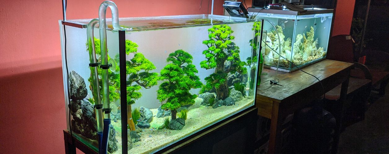 2025/08/aquarium-services-11756381523.jpg