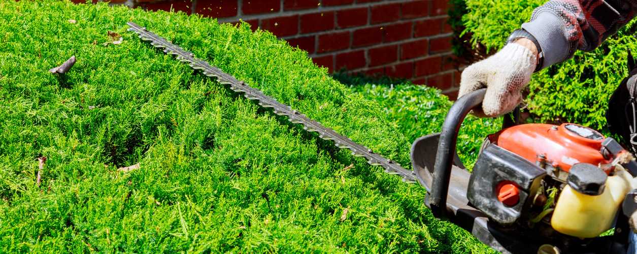 2025/08/hedge-trimming-11756365321.jpg