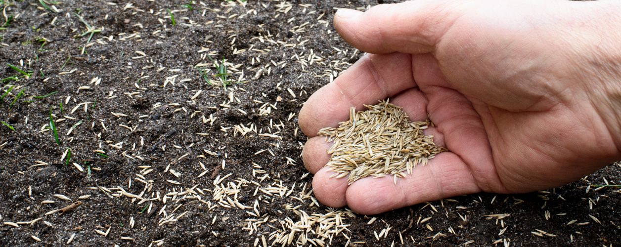 2025/08/lawn-seeding-companies-11756377803.jpg