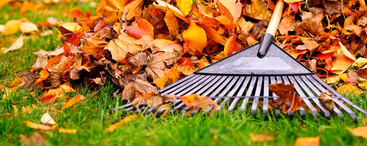 2025/08/leaf-removal-services-11756373299.jpg