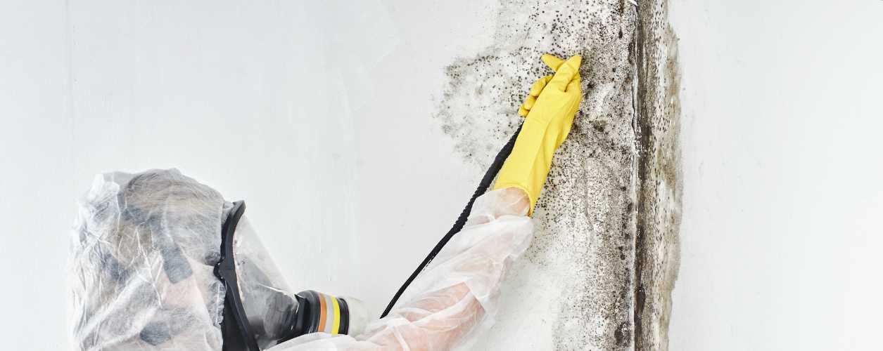 Mold Removal