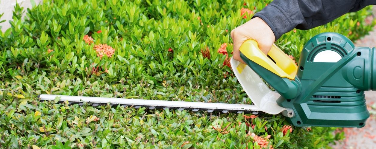 2025/08/shrub-removal-trimming-11756368643.jpg
