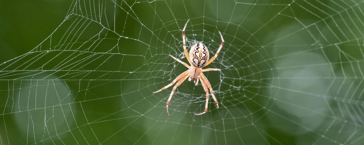 2025/08/spider-control-11756368743.jpg