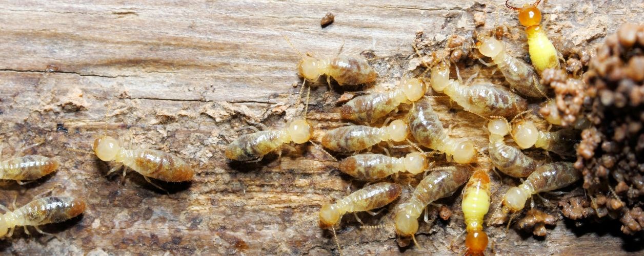 2025/08/termite-control-11756369429.jpg
