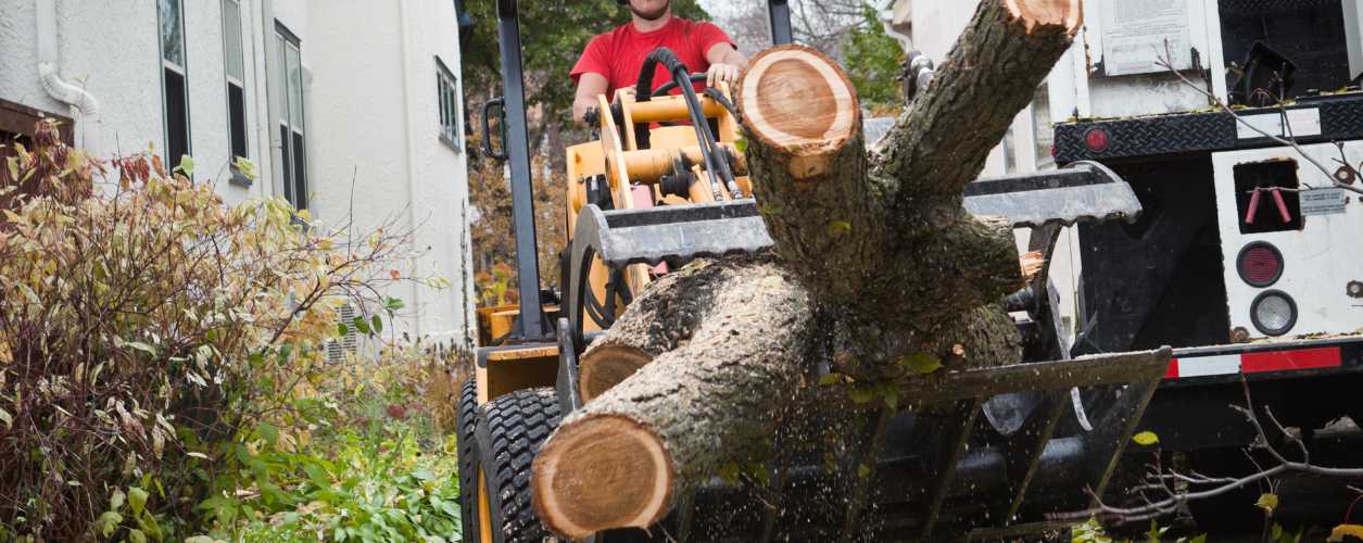 Tree Debris Removal & Disposal
