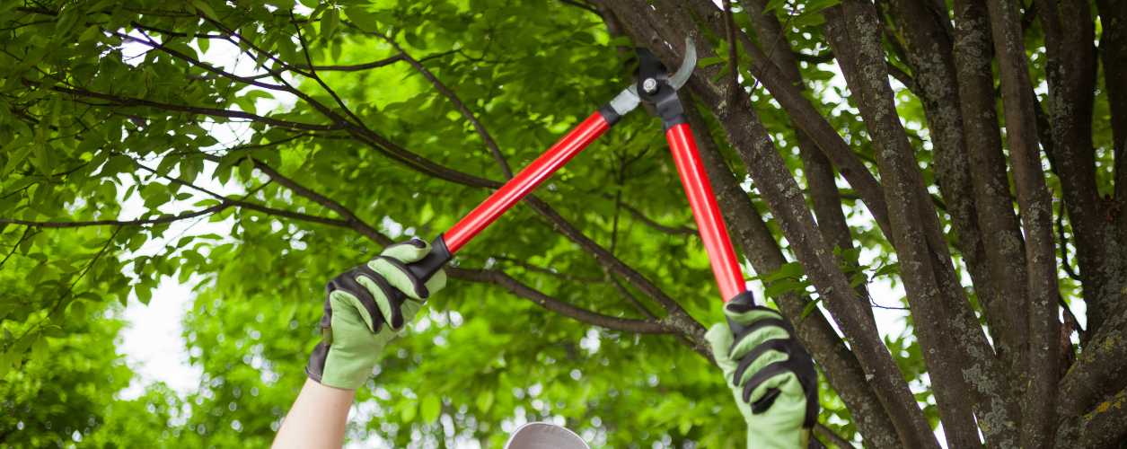 Tree Pruning
