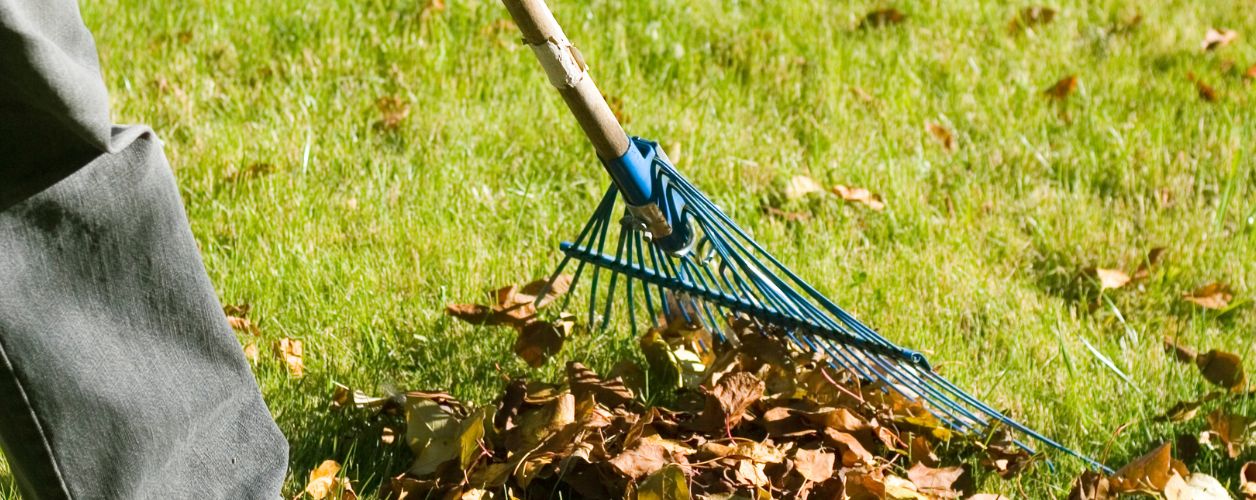 2025/08/yard-clean-up-services-11756365599.jpg